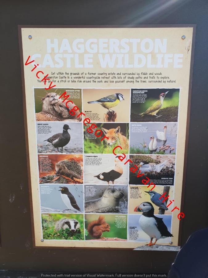 Hotel Haggerston Castle Tower Lawn Hire Berwick Upon Tweed Exteriér fotografie